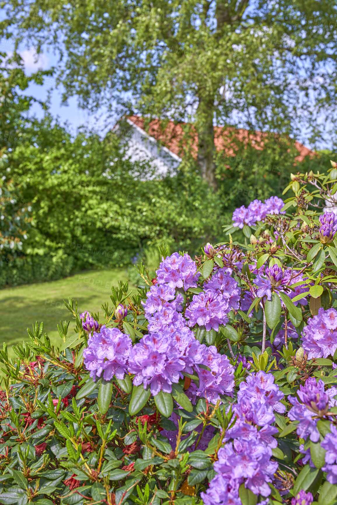Buy stock photo Plants, tree and flowers with growth in backyard, decorative foliage and flora for nature aesthetic. Ecology, shrubs or rhododendron with development in garden, botanical biodiversity or conservation
