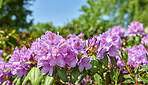 Rhododendron in my garden