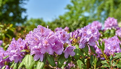 Buy stock photo A series of photos of rhododendron in garden