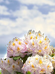 Rhododendron - garden flowers in May