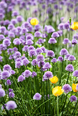 Buy stock photo Colorful purple flowers growing in a garden. Closeup of chives or allium schoenoprasum from the amaryllidaceae spcies with vibrant petals blooming amongst yellow tulips on a sunny day in spring

