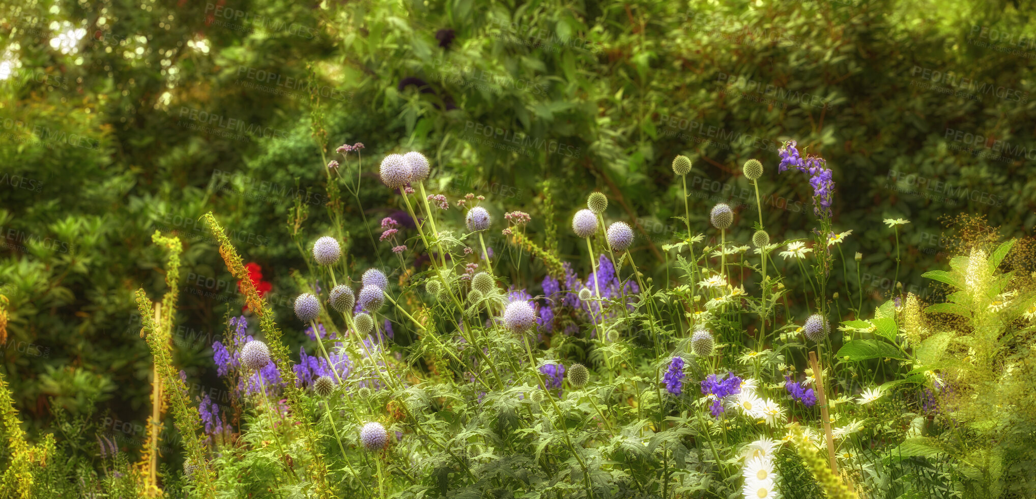 Buy stock photo Great globe thistle and Shasta daisy flower plants blooming in a nature garden or mountain grass field in Spring. Botanical scenery with a blurred green background and trees.