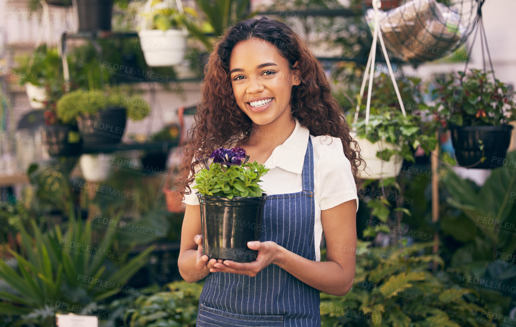 Buy stock photo Shot of a female florist holding one of her beautiful potted flowers