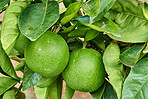 Lime citrus