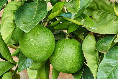 Buy stock photo Closeup of limes growing on trees at a nursery or on a farm in summer. Citrus fruit helps the immune system stay healthy and protects from infection. Lemons providing vitamin C on a leafy tree