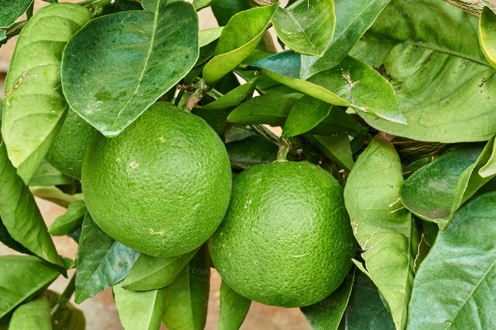 Buy stock photo Closeup of limes growing on trees at a nursery or on a farm in summer. Citrus fruit helps the immune system stay healthy and protects from infection. Lemons providing vitamin C on a leafy tree