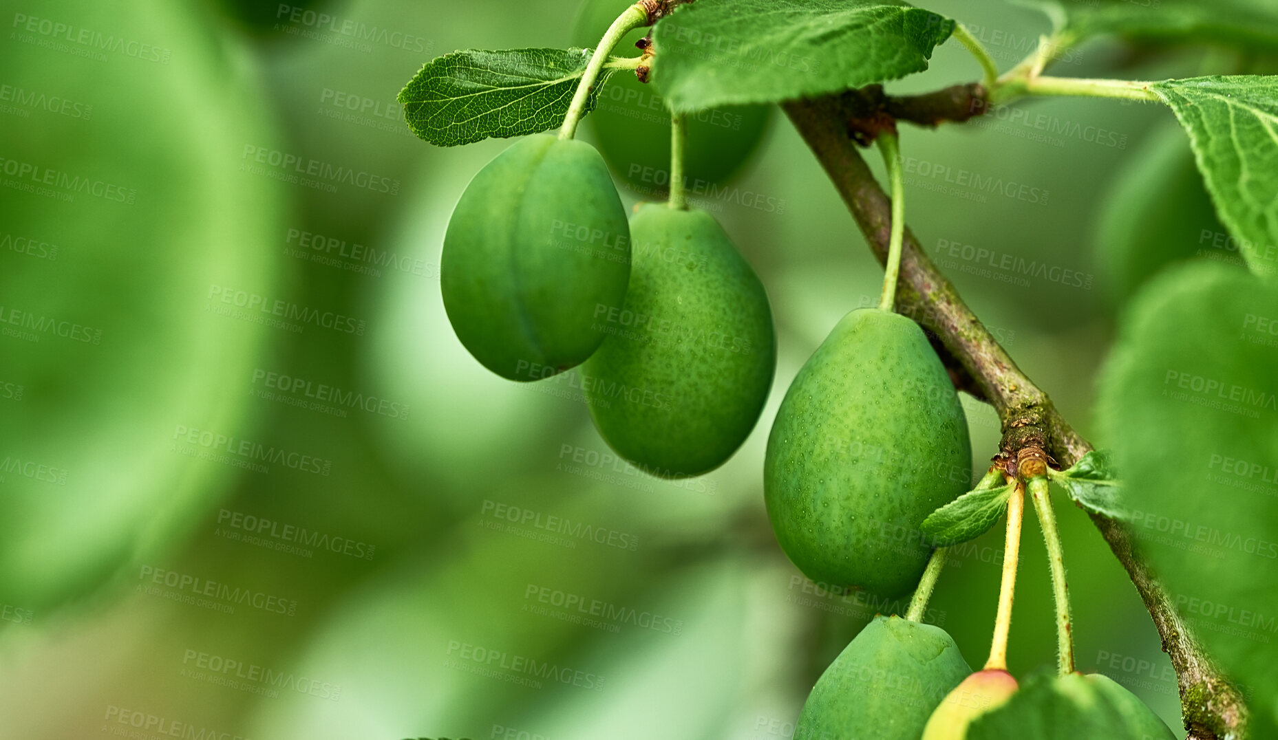 Buy stock photo Ripening green plums handing on branch with green leaves of plum tree