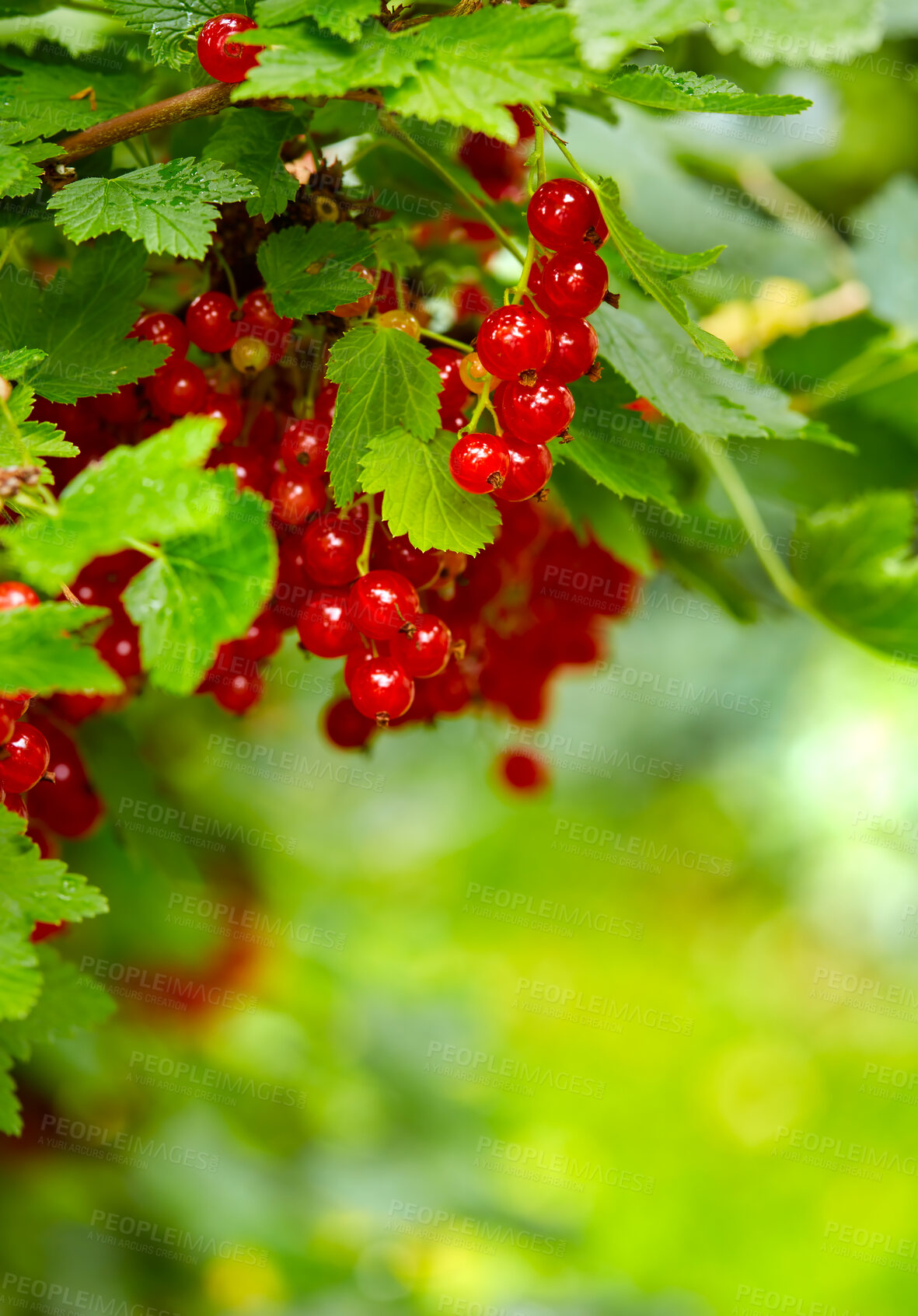 Buy stock photo Very tasty ripe currant