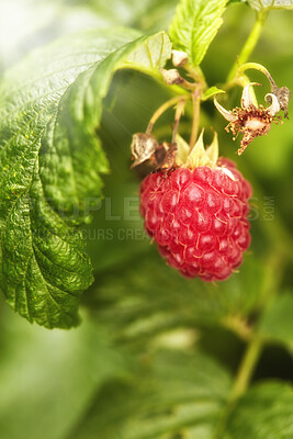 Buy stock photo Closeup of a red raspberry on a green, vibrant vine in nature. Zoom in on ripe fruit growing on a sustainable organic farm in the countryside. Macro view of details and texture of a berry in the wild