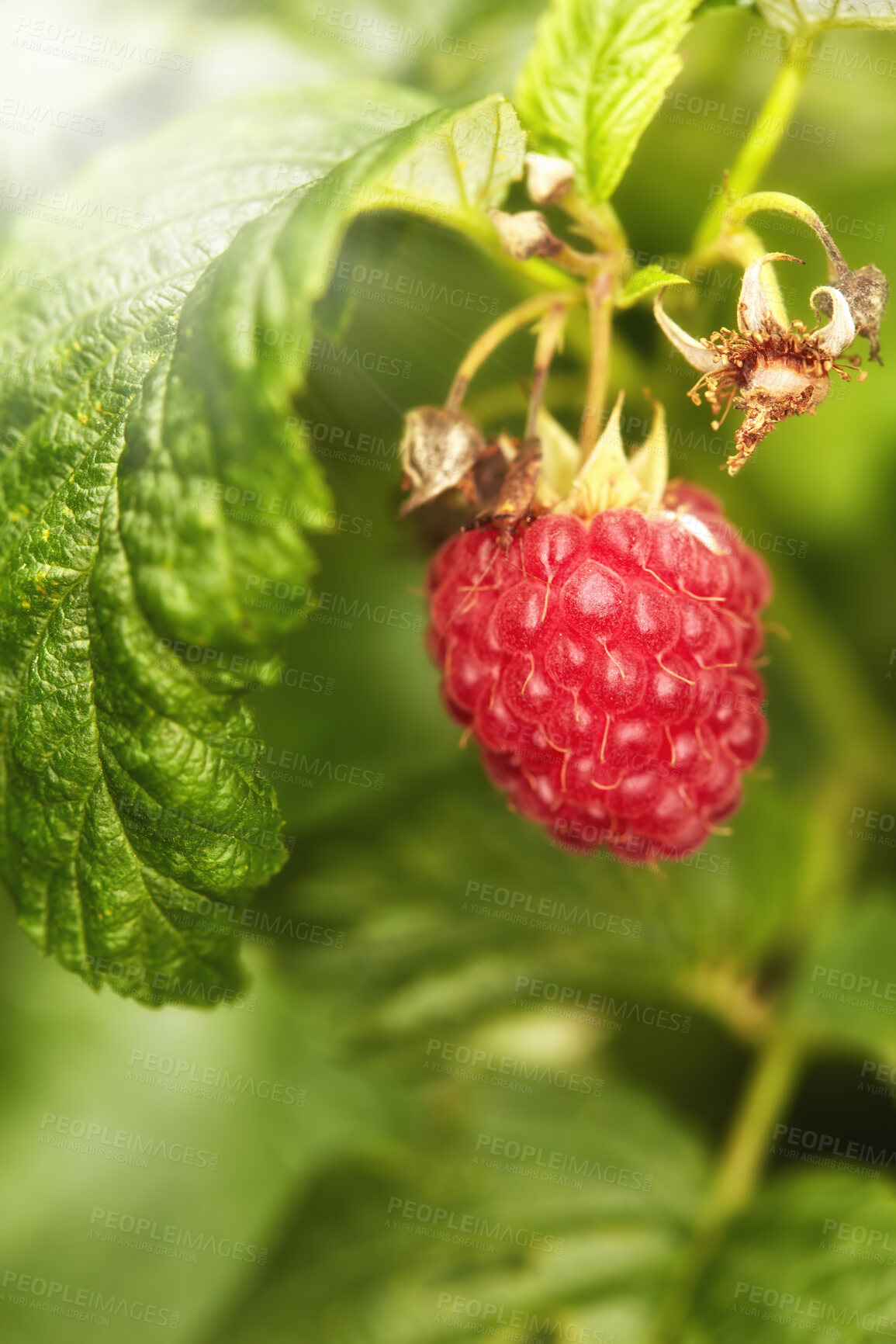 Buy stock photo Closeup of a red raspberry on a green, vibrant vine in nature. Zoom in on ripe fruit growing on a sustainable organic farm in the countryside. Macro view of details and texture of a berry in the wild