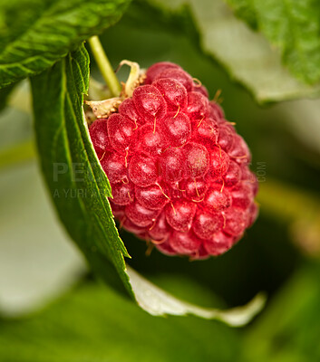 Buy stock photo Closeup of raspberry growing on a vine on a farm in summer. Ripe, delicious and healthy fruit ready to be harvested for eating on a farmland. Raspberries are good for health and high in antioxidants