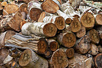 Birch firewood