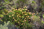 Flowers, plants and trees on mountain side in South Africa