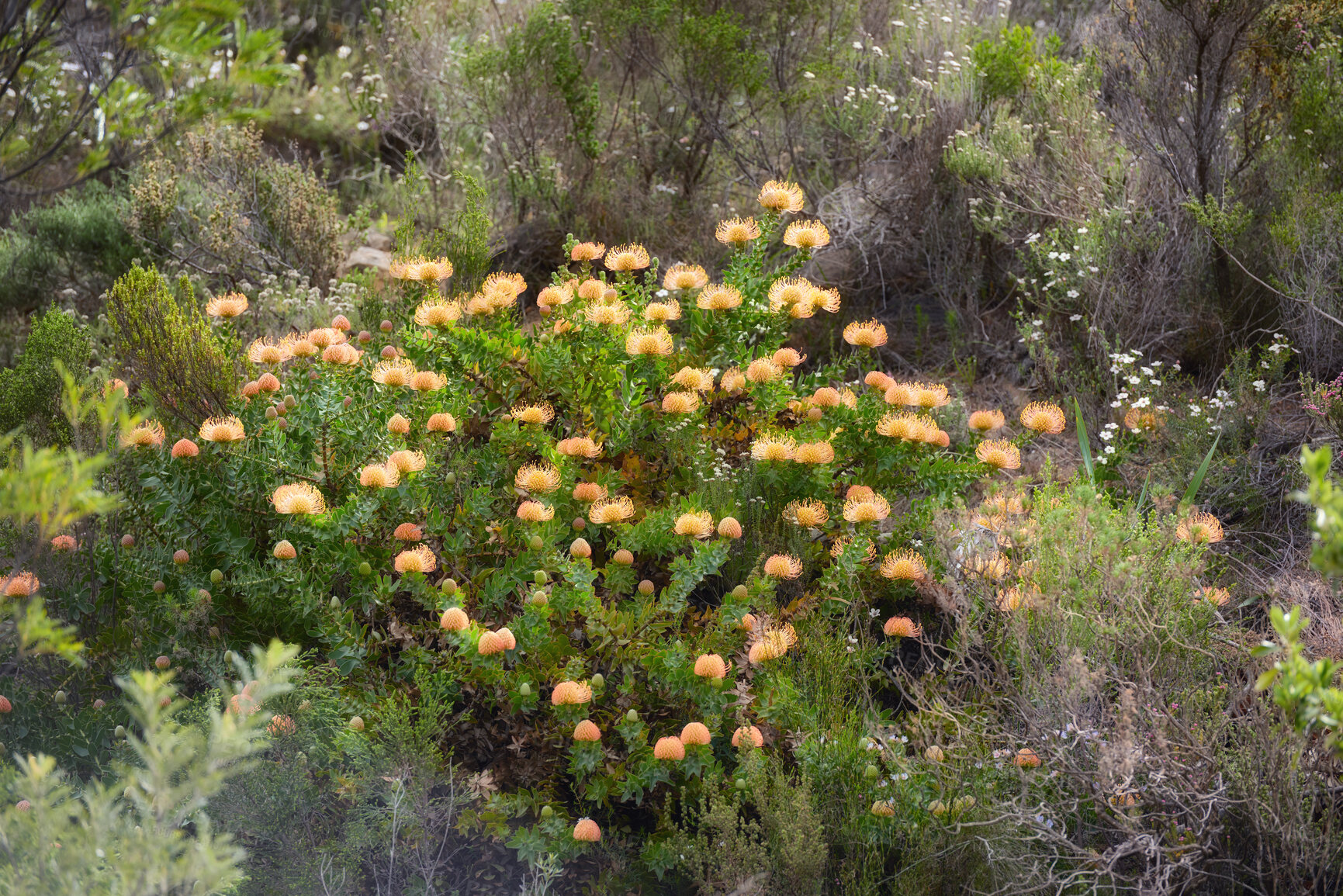 Buy stock photo Leucospermum cordifolium flowers growing outdoors in nature surrounded by green bush. Yellow plants blooming in a national conservation park in a bright shrub. Natural shrubs with blossoming flora