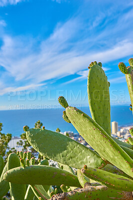 Buy stock photo Blue sky, closeup of green nopal cactus plant growing on a hill with ocean or sea background. Succulent prickly pear fruit farmed or cultivated for nutrition, antioxidants or vitamins with copy space