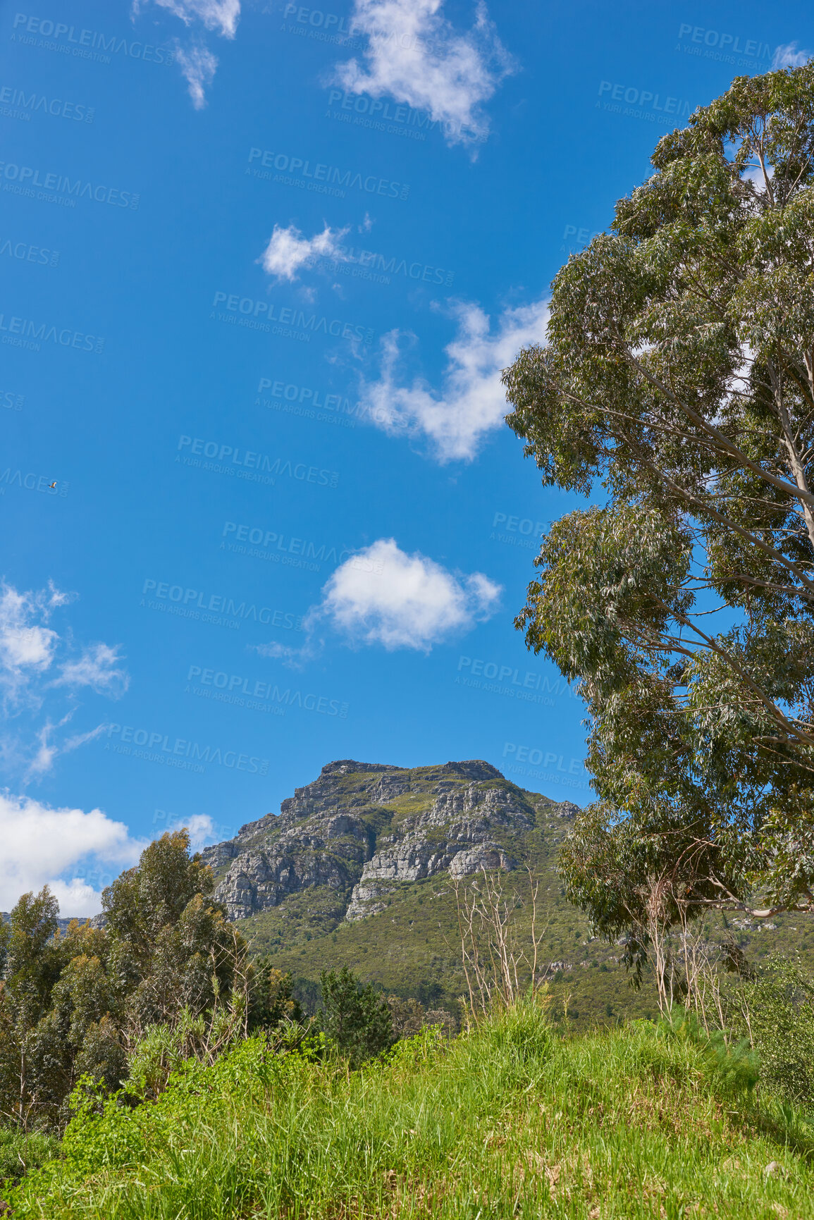 Buy stock photo Plants, trees and bush growing on a mountain against a cloudy blue sky in summer. Landscape view of an empty, secluded and peaceful natural environment with greenery, vegetation and grass in nature