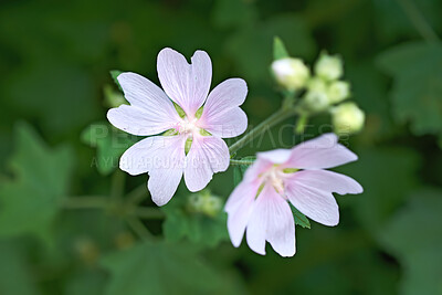 Buy stock photo A series of beautiful garden photos