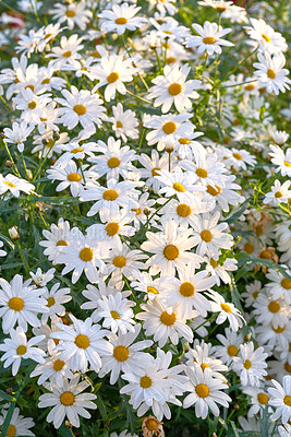 Buy stock photo Field of white daisy flowers growing in spring in medicinal horticulture or a cultivated meadow for chamomile tea leaves. Closeup of vibrant, summer Marguerite plants blooming in home garden