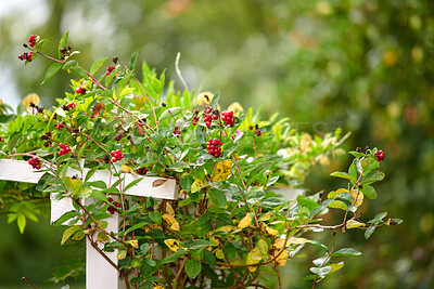 Buy stock photo Plant with red berries growing on a wooden gate in a rural garden outside with blurred green bokeh for copy space. Nature background of a thorny vine with wild fruit in a park in summer