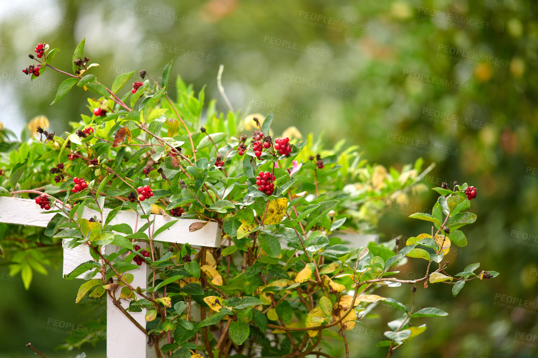 Buy stock photo Plant with red berries growing on a wooden gate in a rural garden outside with blurred green bokeh for copy space. Nature background of a thorny vine with wild fruit in a park in summer