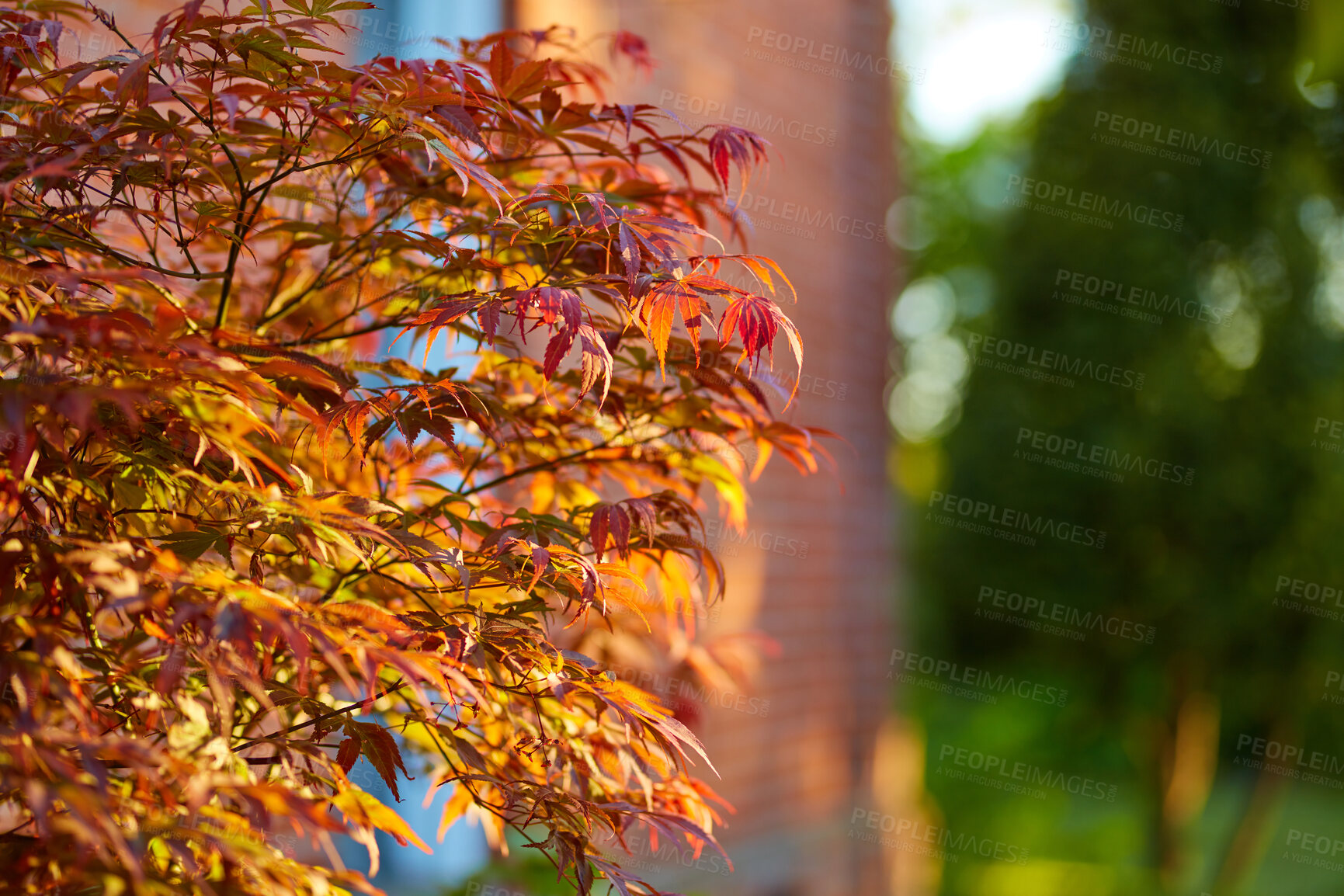 Buy stock photo A tree in autumn with red, orange and yellow changing leaves showing season colors for copy space background with bokeh. Japanese maple tree growing in a colorful backyard or scenic park