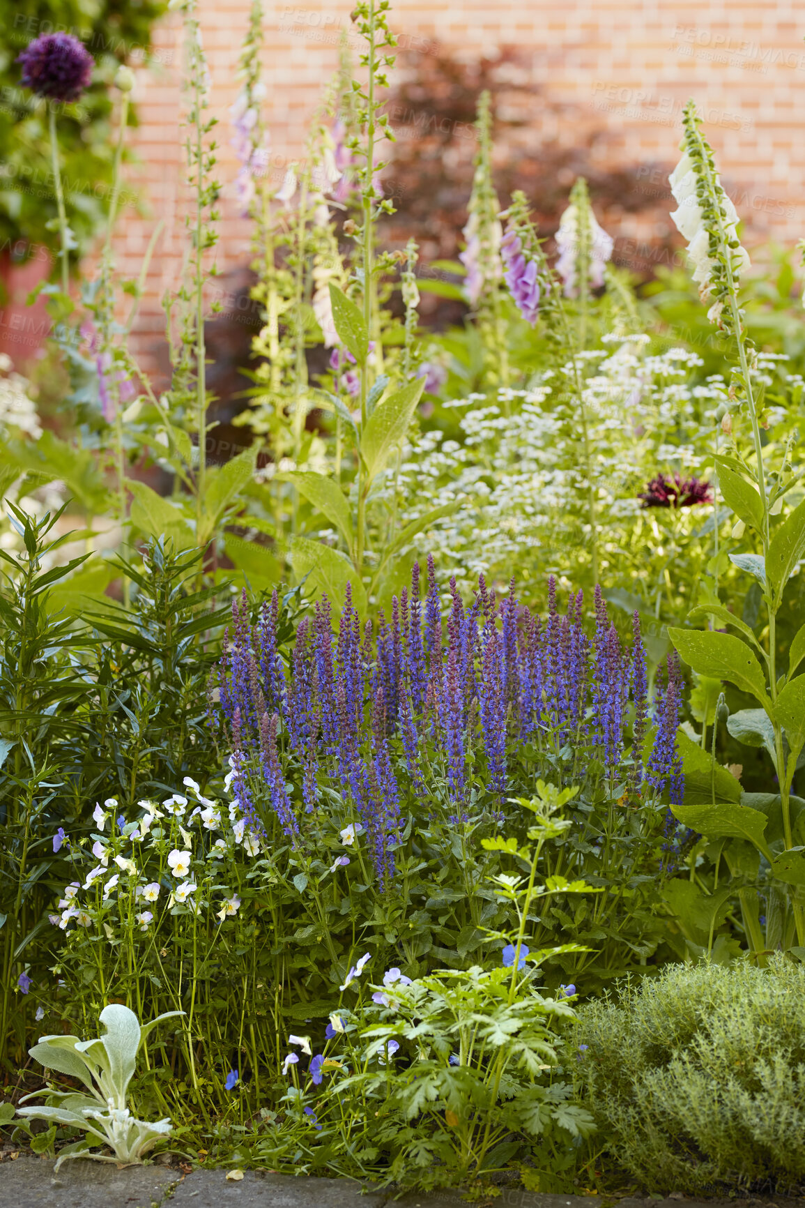 Buy stock photo Bluebell, Lavender and Foxgloves growing outdoors. Purple and white blooms in harmony with nature, tranquil wild plants in a zen, quiet backyard. Beautiful flowers in a green garden in summer. 