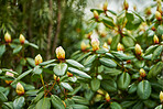 Rhododendron - garden flowers in May