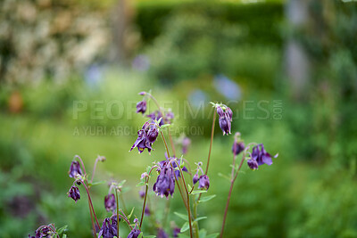 Buy stock photo Purple flowers blooming in a garden against blurred green background with copy space. Common columbine or Aquilegia vulgaris plant after flowering season in a field or forest outdoors. 