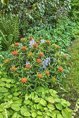 Buy stock photo Colorful flower bed in a decorative garden with different fresh flowers blooming on a sunny day. Landscape of a beautiful and lush park of tropical plants, grass and trees in a home backyard 