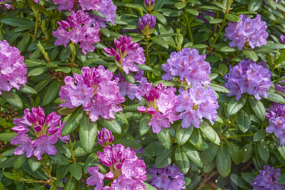 Buy stock photo A series of photos of rhododendron in garden