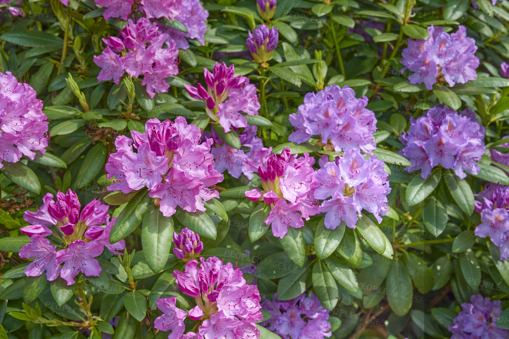 Buy stock photo A series of photos of rhododendron in garden