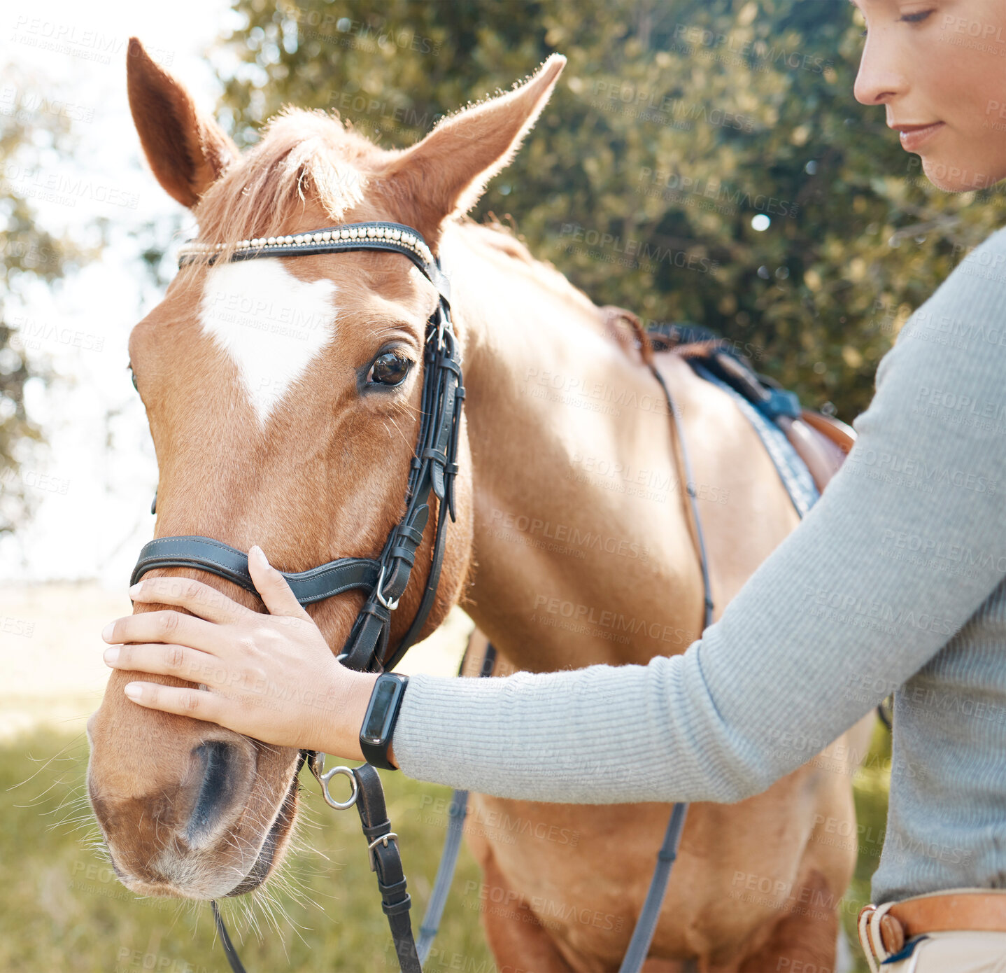 Buy stock photo Woman, hand and horse in nature with rider, care and touch or animal lover in countryside for horseriding. Summer, Argentina and holiday, equestrian practice and female person on ranch or outdoor