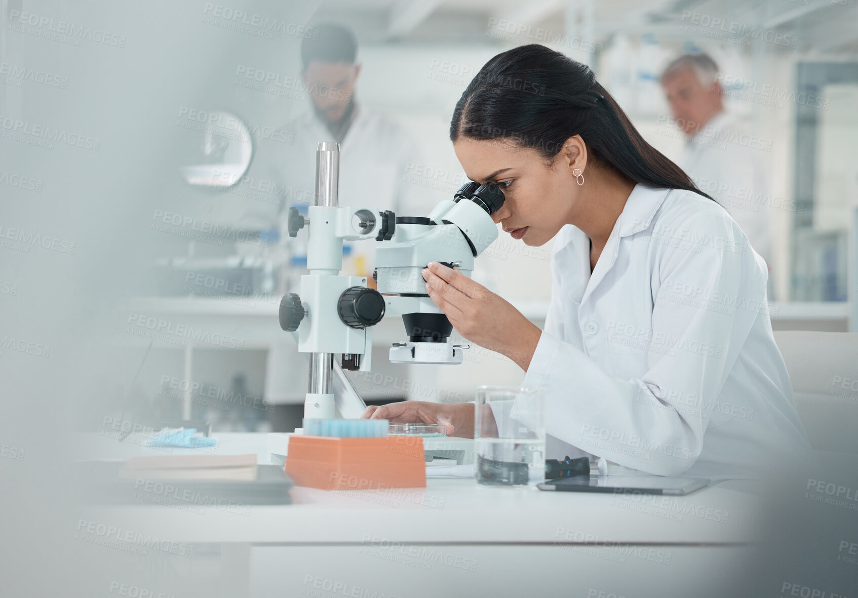 Buy stock photo Scientist, woman and check with microscope in lab for disease experiment, medical study and dna process. Researcher, biotech and molecule exam of engineering, vaccine research and healthcare solution