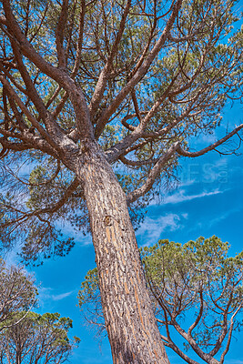 Buy stock photo Beautiful and majestic tree thriving in the woods or an eco friendly environment with details of old bark textures and patterns. Closeup of a large oak growing against a clear blue sky from below