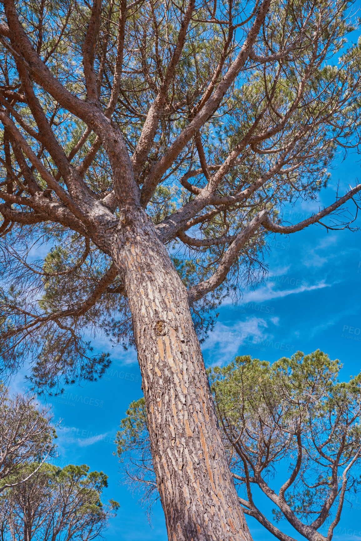 Buy stock photo Beautiful and majestic tree thriving in the woods or an eco friendly environment with details of old bark textures and patterns. Closeup of a large oak growing against a clear blue sky from below