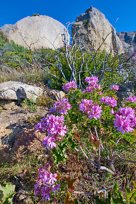 Buy stock photo Colorful pink flowers with green foliage growing on a mountain landscape against a clear blue sky background in a rural environment. Ivy pelargoniums blossom and bloom in nature on a rocky terrain 
