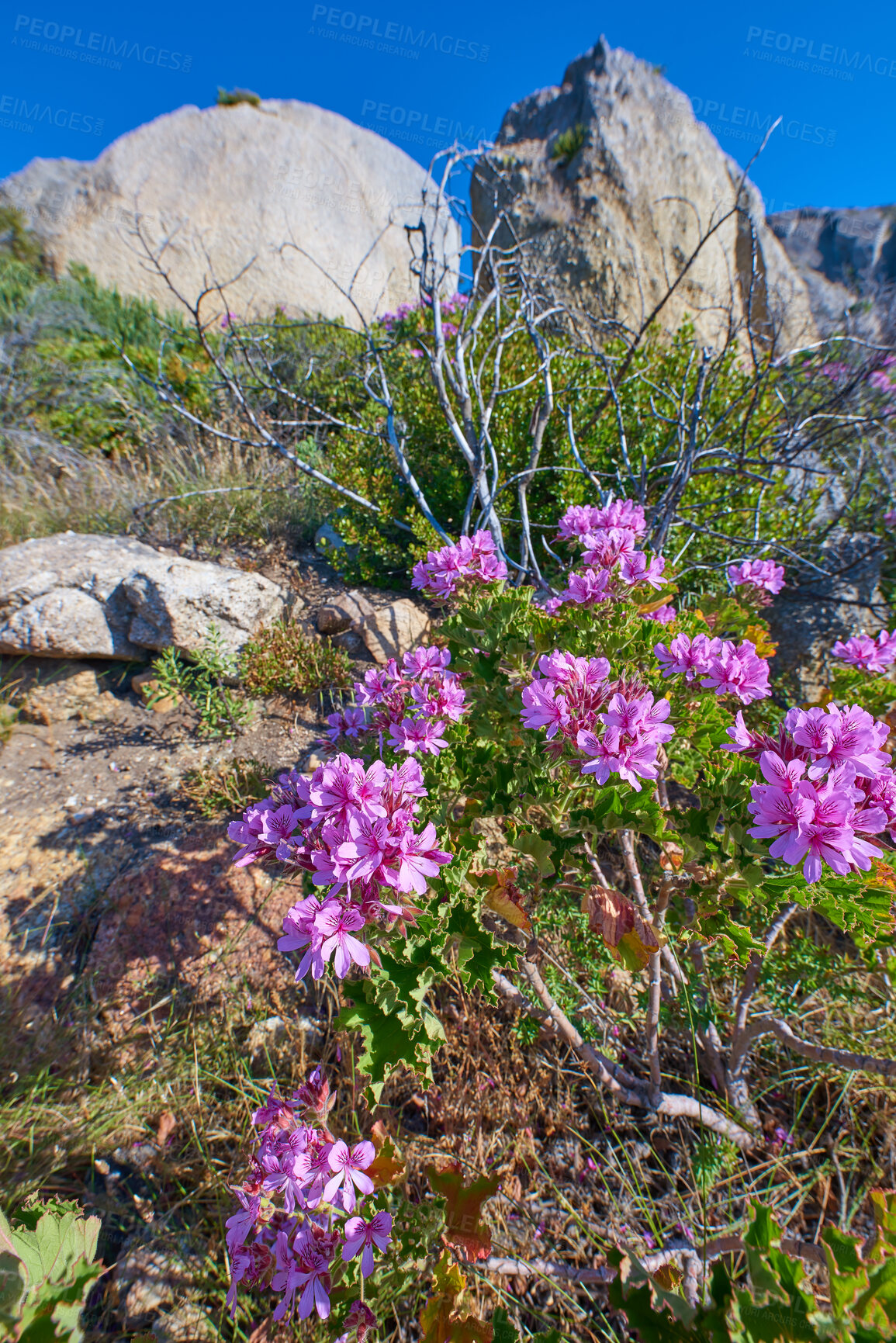 Buy stock photo Colorful pink flowers with green foliage growing on a mountain landscape against a clear blue sky background in a rural environment. Ivy pelargoniums blossom and bloom in nature on a rocky terrain 
