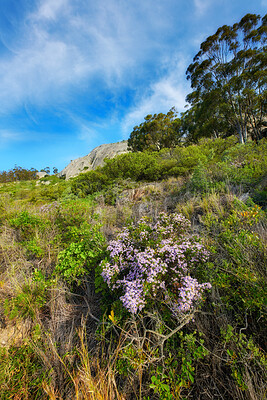 Buy stock photo Pink aster fynbos flowers growing on lush, green and dense bushes and shrubs in remote environmental and nature conservation. Flora and plants in a peaceful, serene and uncultivated local countryside