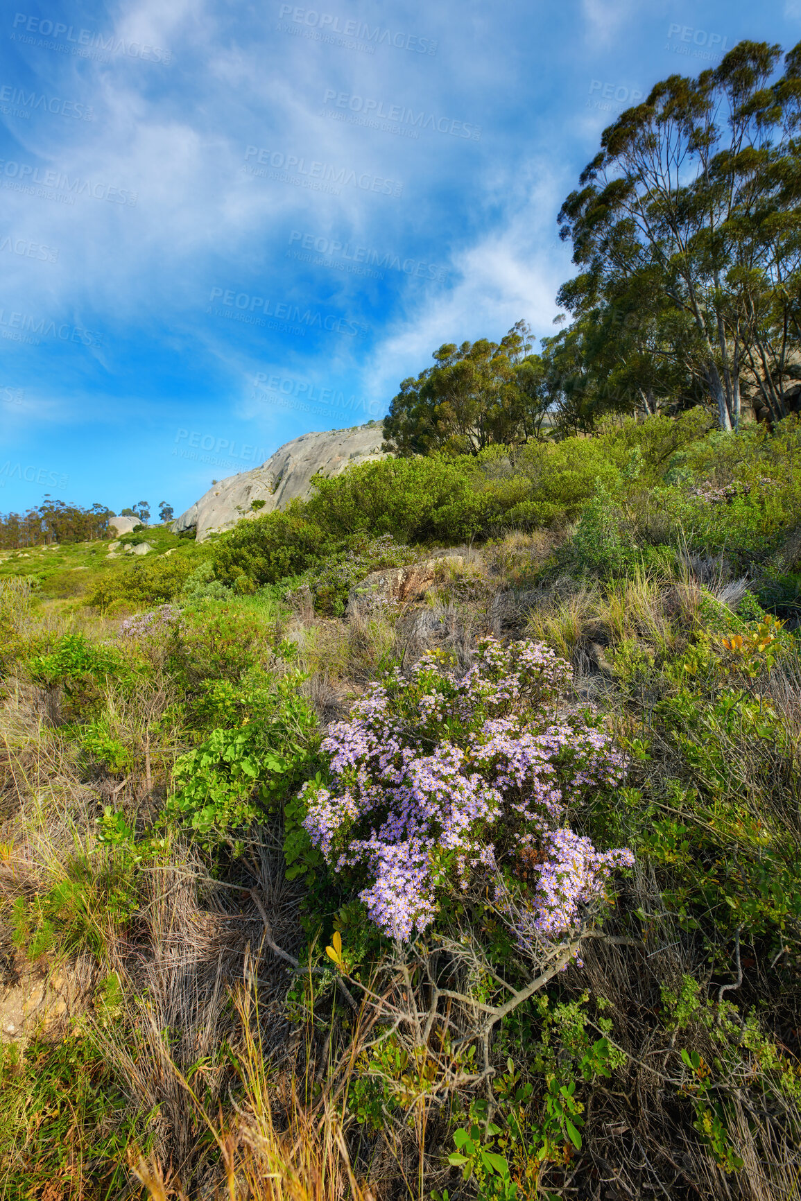 Buy stock photo Pink aster fynbos flowers growing on lush, green and dense bushes and shrubs in remote environmental and nature conservation. Flora and plants in a peaceful, serene and uncultivated local countryside