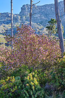 Buy stock photo Plants, trees and nature on a mountain on a summer day. Remote landscape view of greenery, vegetation and bushes in a natural environment in the countryside. Beautiful jacaranda tree in South Africa