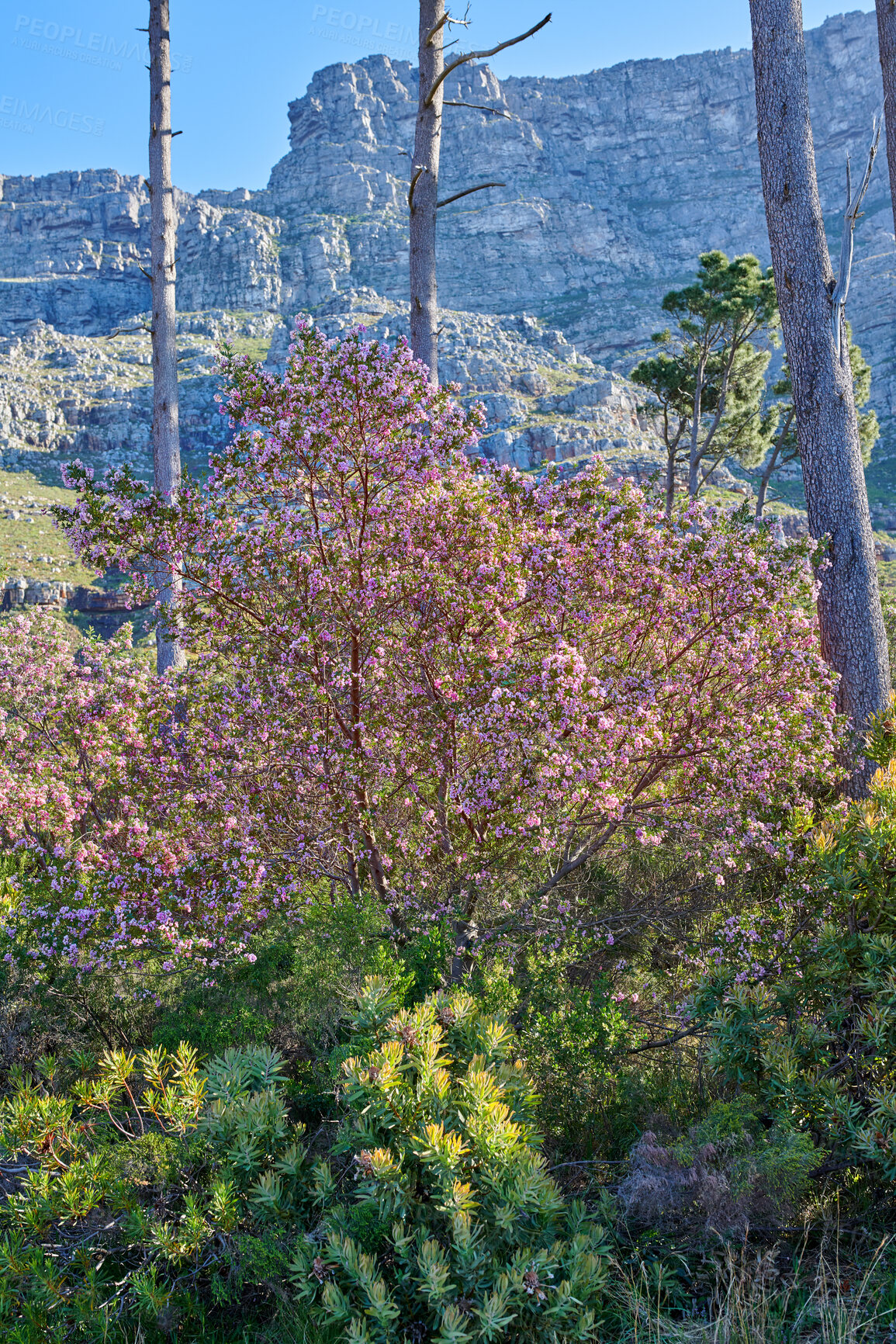 Buy stock photo Plants, trees and nature on a mountain on a summer day. Remote landscape view of greenery, vegetation and bushes in a natural environment in the countryside. Beautiful jacaranda tree in South Africa