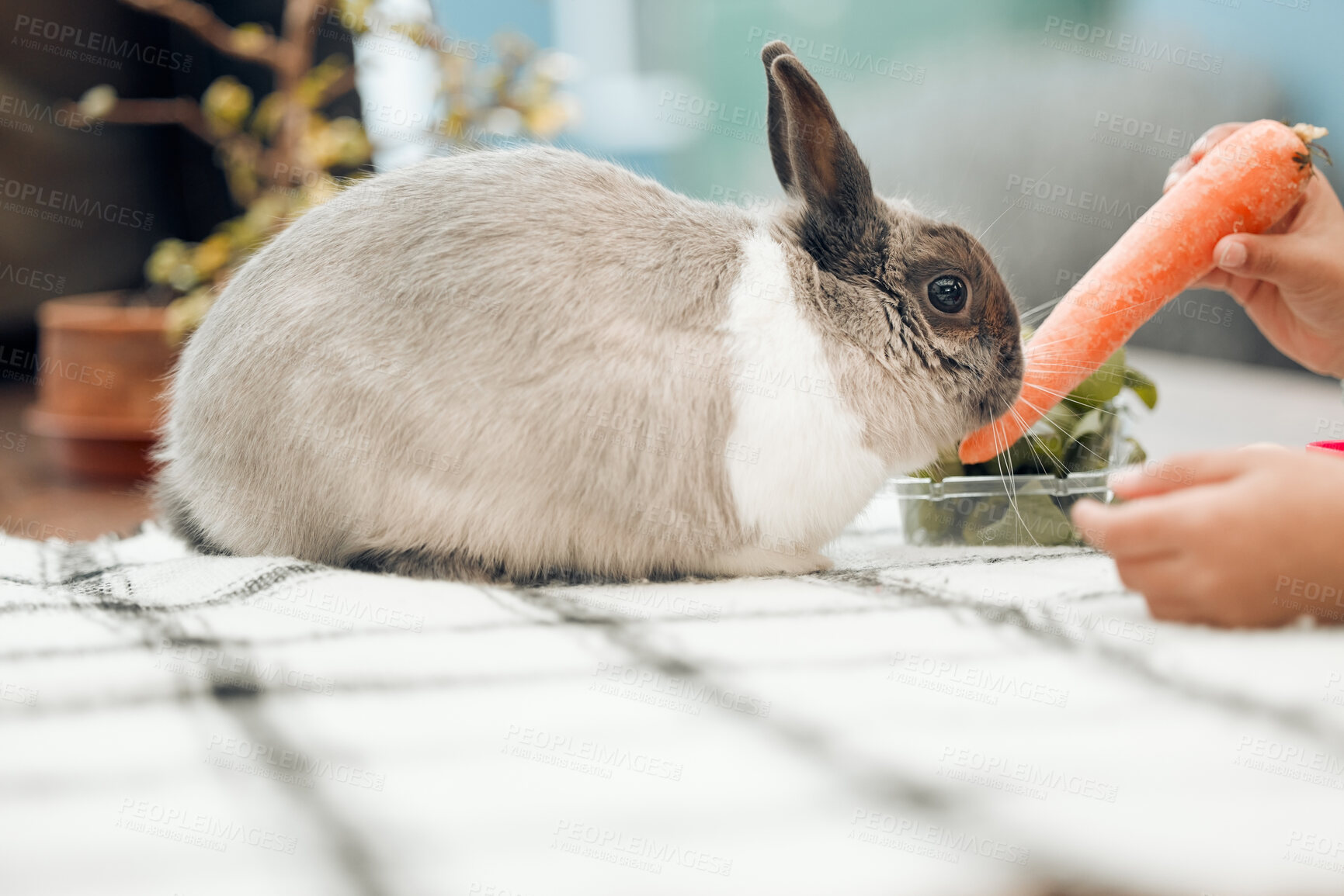 Buy stock photo Carrot, bedroom and rabbit in house, pet friendly and symbol for Easter, celebration and fur. Animal, bed and home with bunny, natural and comfort with care, playful and fun with vegetable and eating