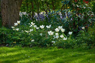 Buy stock photo Beautiful, white and fresh garden flowers growing in spring on a sunny day outdoors. Closeup of didier's tulip from the tulipa gesneriana plant species blossoming, blooming and flowering in nature