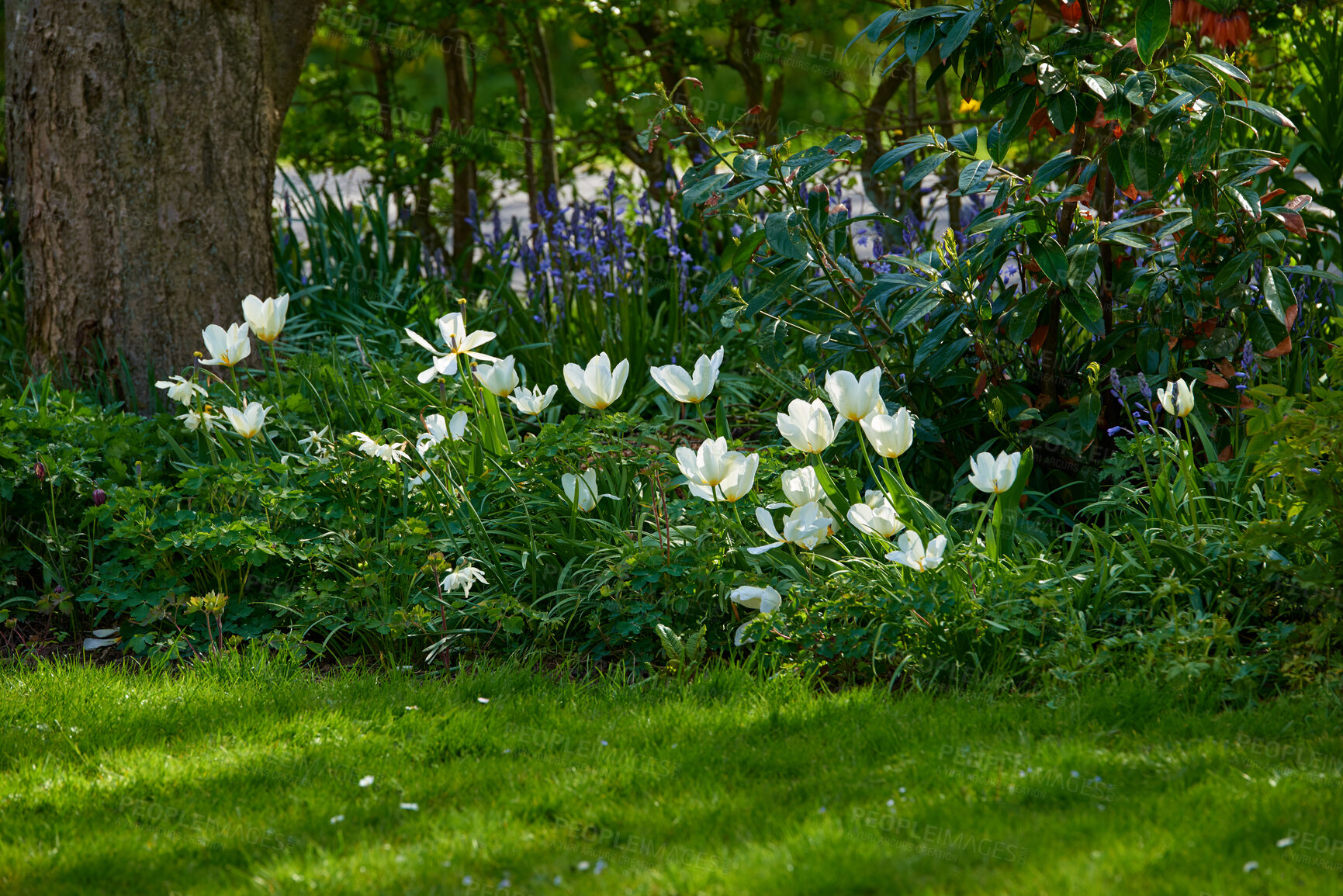 Buy stock photo Beautiful, white and fresh garden flowers growing in spring on a sunny day outdoors. Closeup of didier's tulip from the tulipa gesneriana plant species blossoming, blooming and flowering in nature