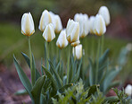 White tulips in my garden