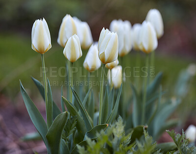 Buy stock photo White tulips growing and starting to bloom in a landscaped garden. Closeup view of flowers blooming in spring in nature. Tulipa gesneriana flowering plants growing from long and short green stems