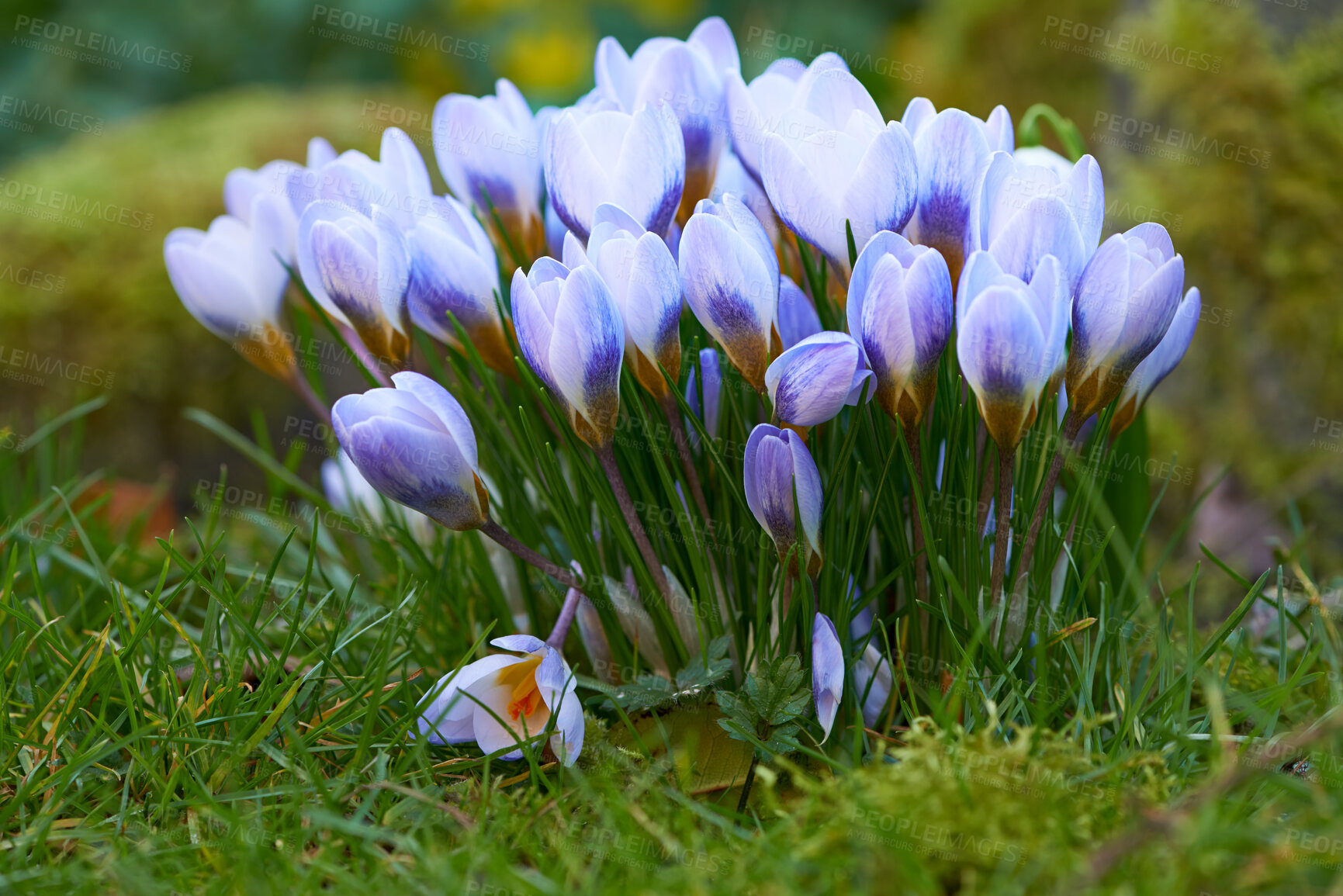 Buy stock photo Vibrant, blue and colourful spring flowers blossoming and blooming in a remote countryside meadow. Closeup and texture detail of crocus plants flowering in a lush, secluded and remote garden at home