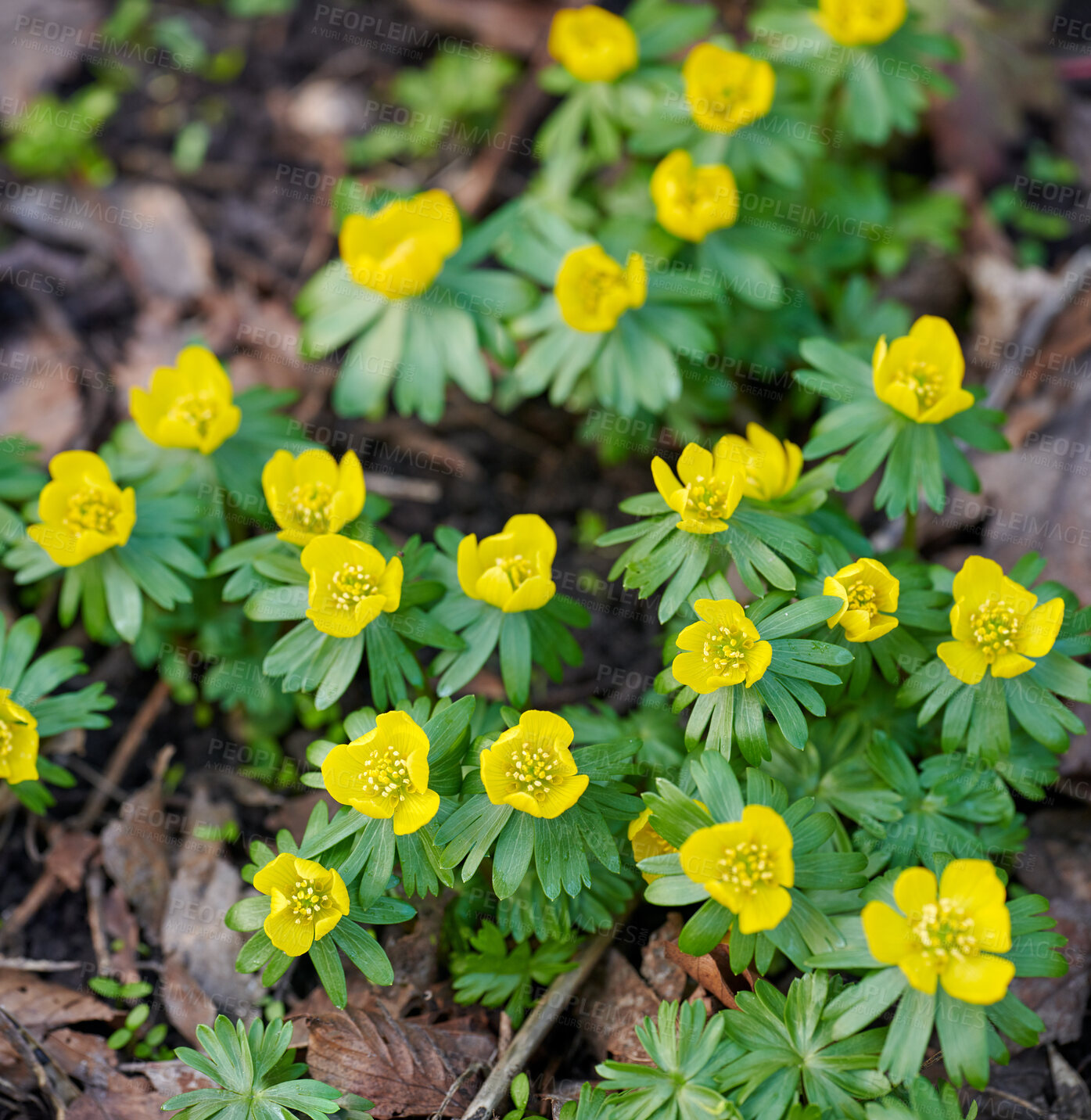 Buy stock photo Beautiful, colorful and pretty yellow flowers growing in garden on a sunny spring day outside from above. Closeup of fresh eranthis hyemalis or winter aconite plants blooming in a park in nature