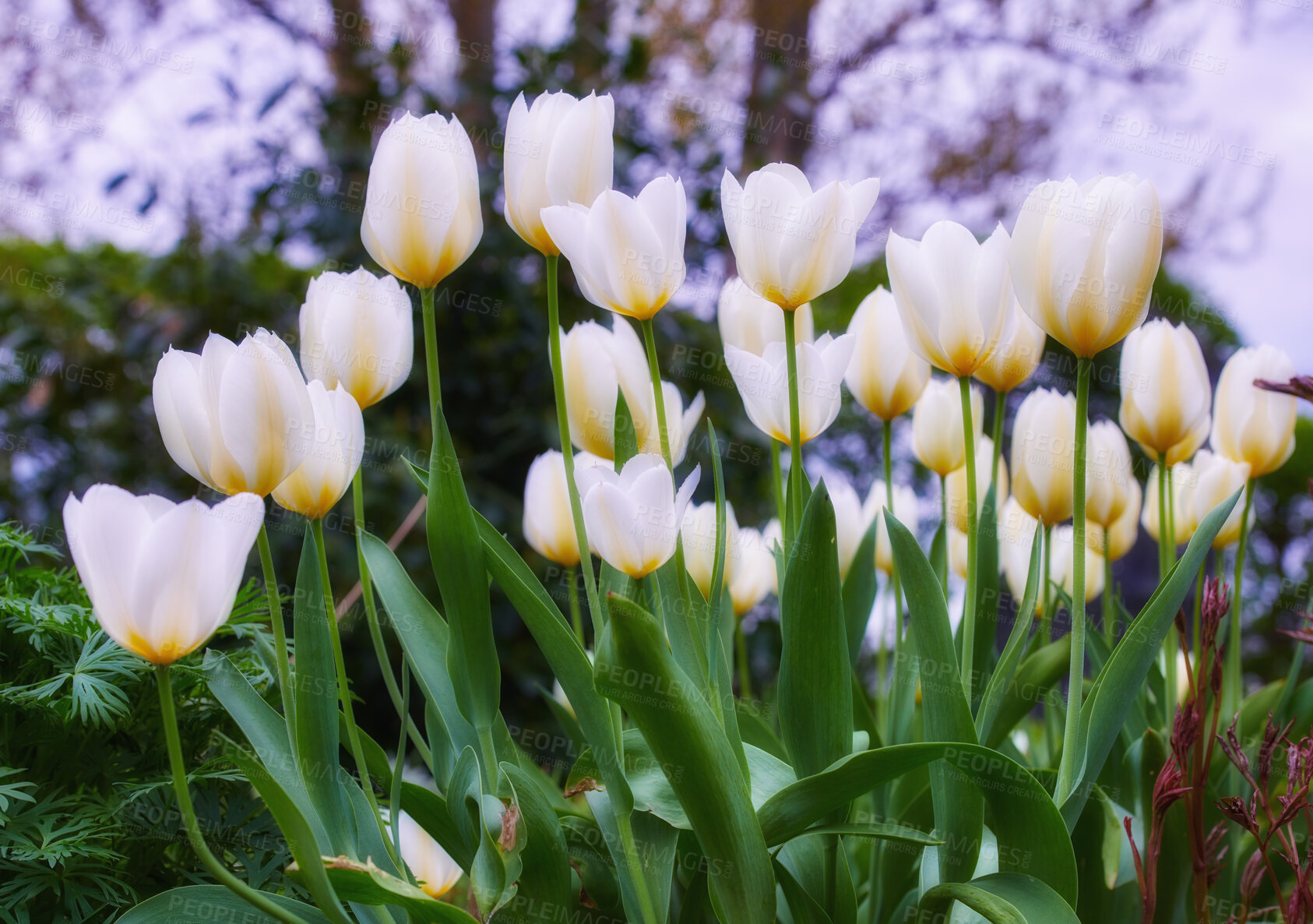 Buy stock photo Beautiful white tulips in my garden in early springtime