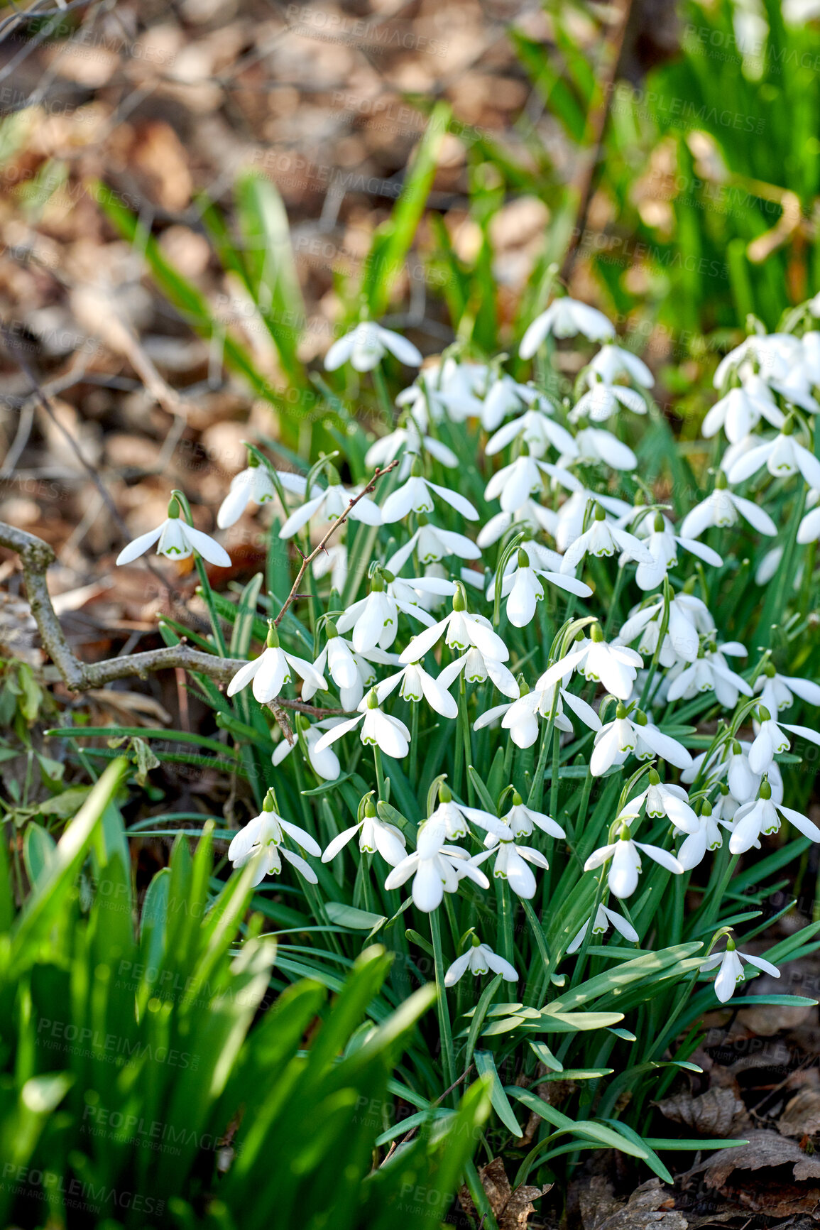 Buy stock photo White snowdrop or galanthus flowers growing in garden or nature enviroment. Bulbous, perennial and herbaceous flowering plant from the amaryllidaceae species in peaceful forest amongst autumn leaves 